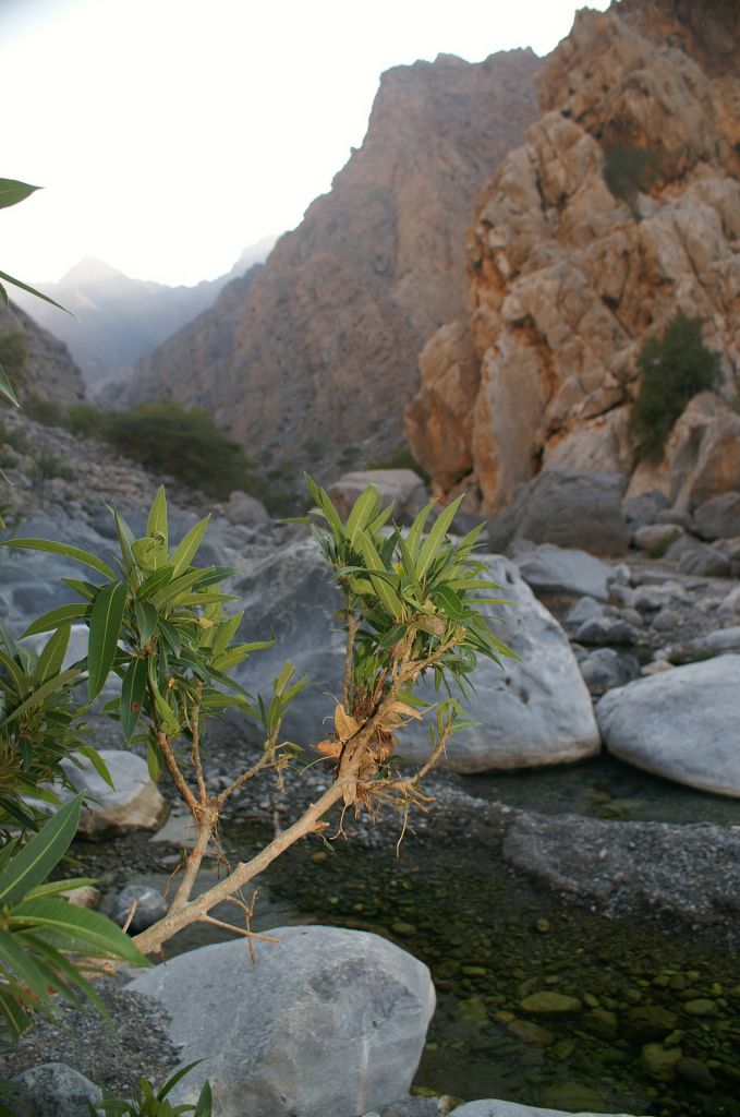 Stark im Kommen: Der Oman ist ein unheimlich abwechslungsreiches Reiseland. Foto: Pixabay.com | Lizenz: CC0 Public Domain