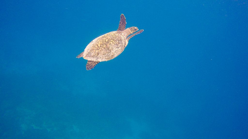 Gefährdete Arten: Schildkröten werden auf den Malediven vor den Eingriffen des Menschen geschützt. Foto: Sascha Tegtmeyer
