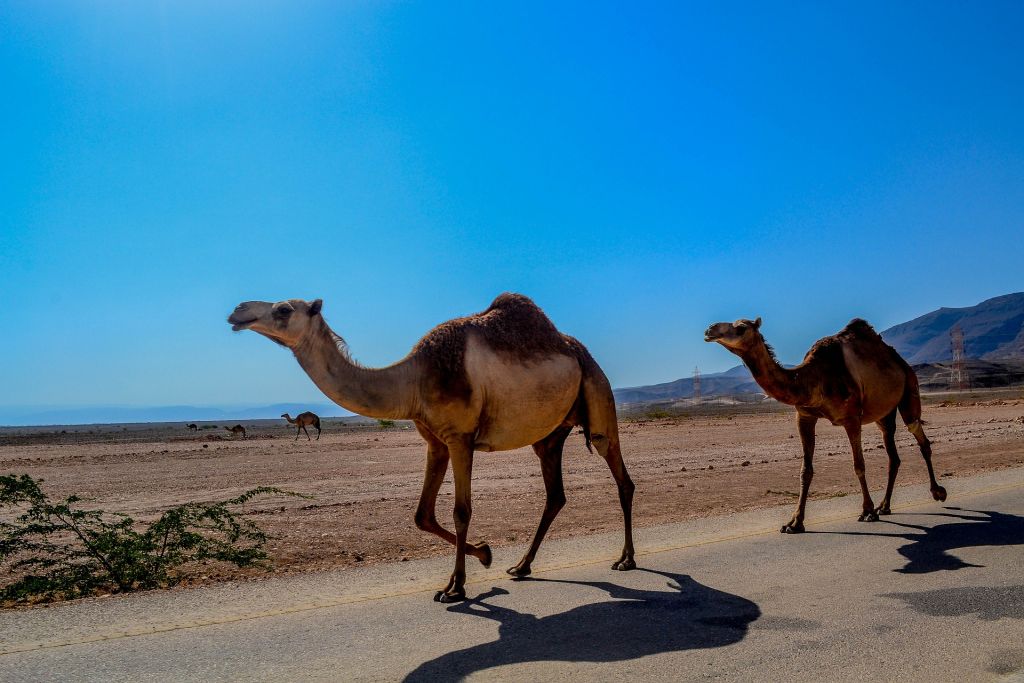 Im Oman könnt Ihr im Winter ein atemberaubendes Land entdecken – oder einfach am Hotelpool relaxen! Foto: Pixabay