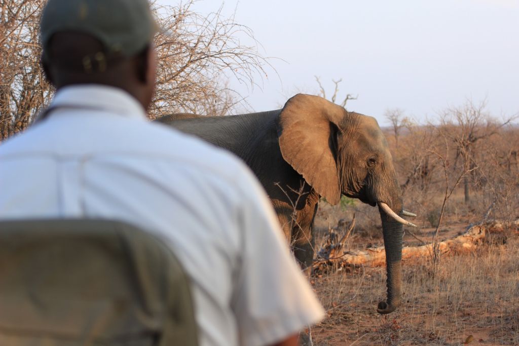 Auf Safari im Krüger-Nationalpark: Südafrika ist ein unglaublich vielseitiges Reiseziel. Foto: Unsplash